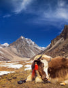 100% Women only Trek in Nepal: Discover your Strength - with Valérie Orsoni